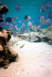Just taken with a disposable camera with snorkeling in th... by Cory Carroll 